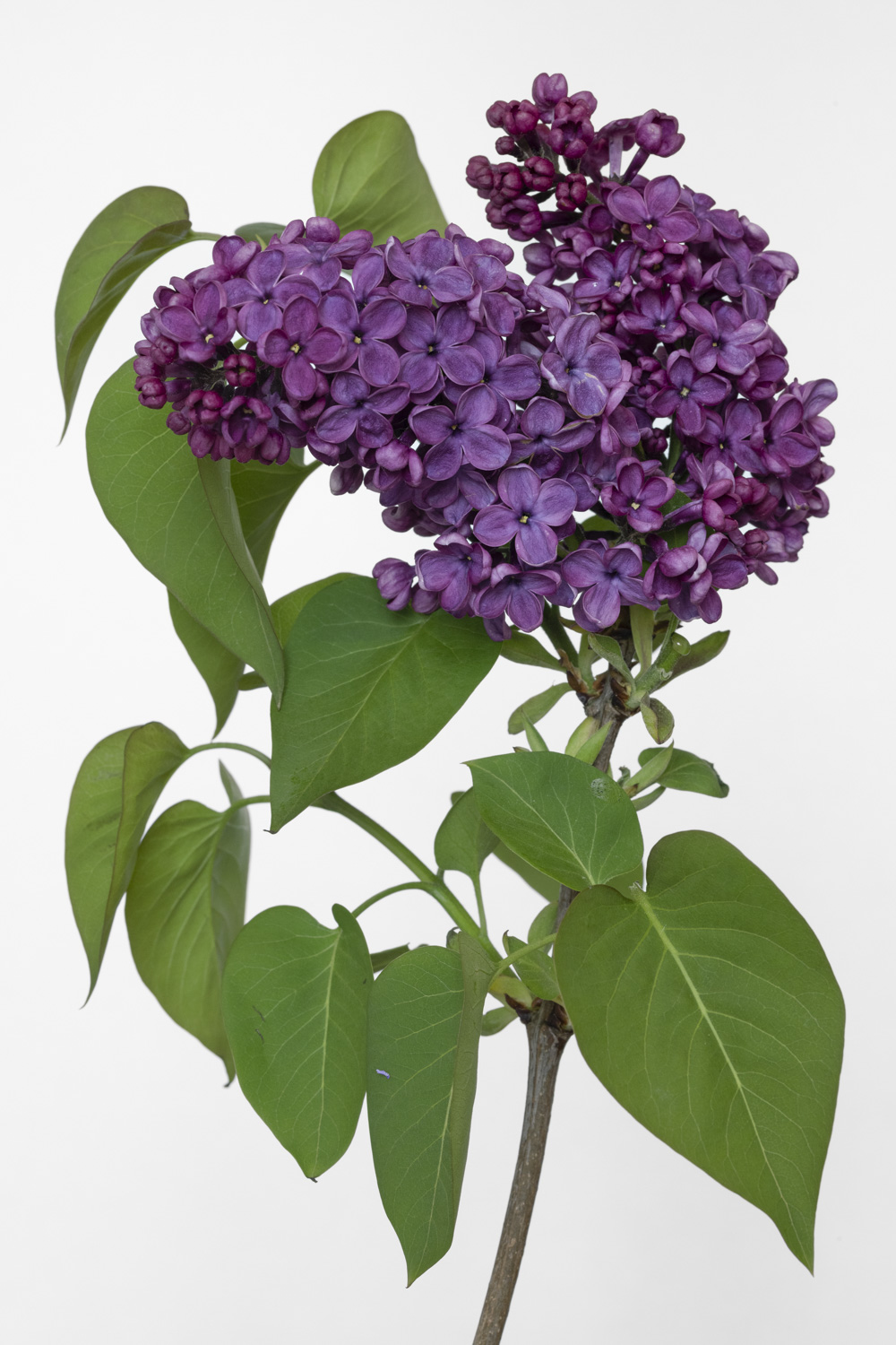 Lilas cueilli pendant le confinement à Annoville (Manche)